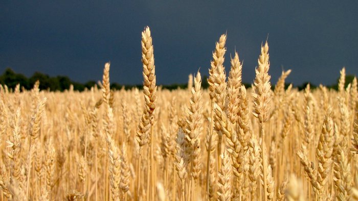 blé de la plaine d'areuse