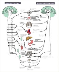 systeme nerveux autonome sympathique parasympathique