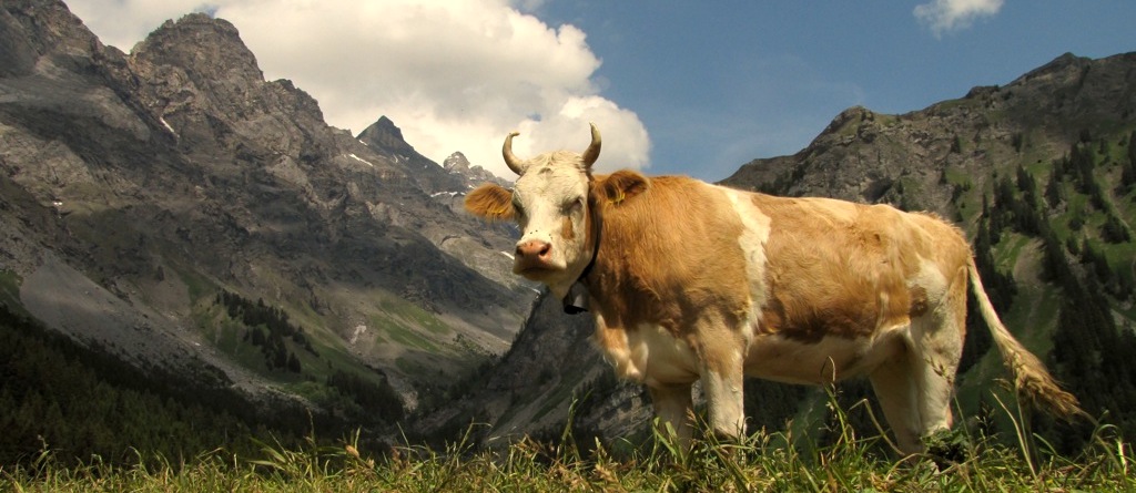 vache-a-cornes identite suisse 1er aout