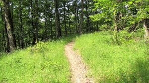 sentier-chemin-foret-va-vers-toi-meme-grandir-pelerinage