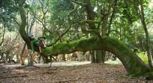 yggdrasil-arbre-monde-odin-recois-les-runes